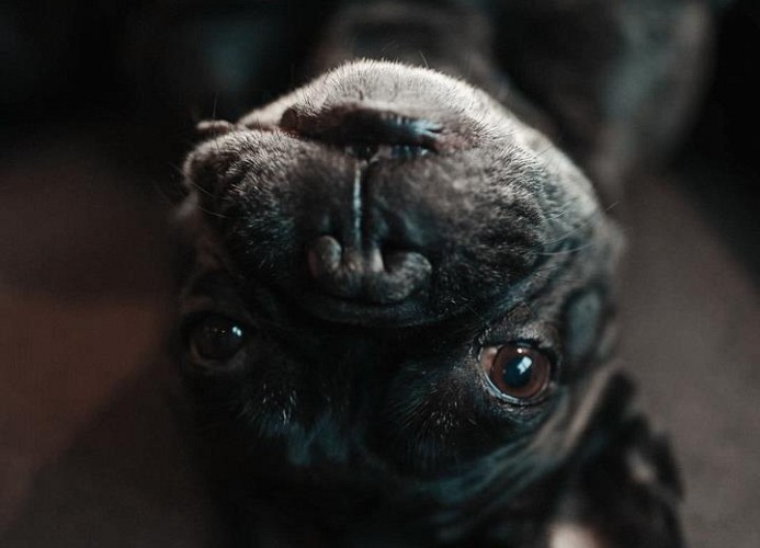 ZSAM Chalets***** in Garmisch-Partenkirchen